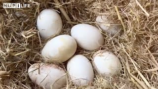 Farm Life  Harvesting goose eggs Cook shrimp in soy sauce vegetable soup salted egg salad [upl. by Caesaria]