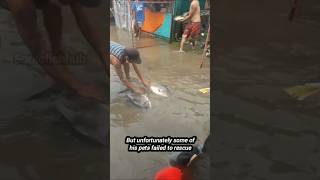 Trying to rescue this huge pacu fish pacufish aquariumfishtyphoonph fishkeeper [upl. by Dwinnell296]