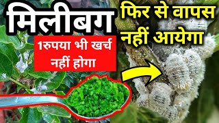 Mealybugs हटाने का सबसे आसान और बेस्ट तरीका Remove mealy bug from any plantMilibug kaise hataye [upl. by Terena312]