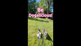 Be DOGALICIOUS  The Dog Sitters House by April Hampton [upl. by Tolmann]