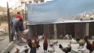 A typical Pigeon and chicken Shop In Lebanon [upl. by Olihs]