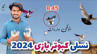 kabootar bazi live 2024  kabootar bazi song  kabootar bazi interview  Hassan Chenab Aala [upl. by Acirehs]