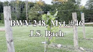 BWV 248 Mvt 42  JS Bach [upl. by Na]