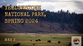 Yellowstone National Park Spring 2024 Day 2  Wolves and Moose EVERYWHERE [upl. by Zerline]