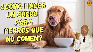 ✅ ¿COMO HACER UN SUERO PARA PERROS QUE NO COMEN ✅ [upl. by Bellina52]