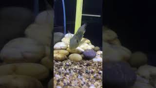 35inch Geophagus Balzanii Cichlids [upl. by Suinuj]