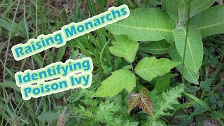 Raising Monarchs  Identifying Poison Ivy Help The Monarch Butterfly [upl. by Stuckey]