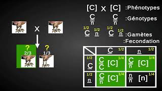 Monohybridisme  Cas du gène létal [upl. by Lianna991]