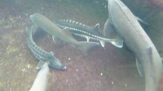 Feeding Sturgeon and koi 3 [upl. by Cleo]