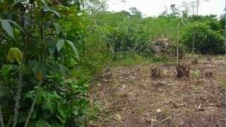 Clearing a field in Congo with the machete [upl. by Intirb]