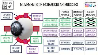 65 SECONDS on EXTRAOCULAR MUSCLE MOVEMENTS Concise learning [upl. by Ttayw163]