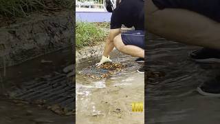 How We Unclog a Flooded Street Storm Drain Solutions Explained [upl. by Assiar208]