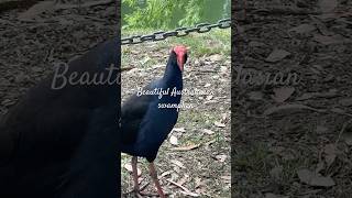 Beautiful Australasian swamphen at Wilson Botanic Park [upl. by Enreval]