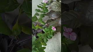 Winter flowergreenerygardenplants homegreenery [upl. by Lzeil]