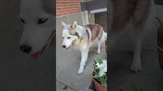 Husky Kana adopta seres hermosos Dios les bendiga [upl. by Rinee]