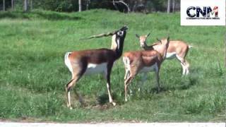 Blackbuck Antelopes Interacting Together in 1080P HD  by John D Villarreal [upl. by Binetta245]