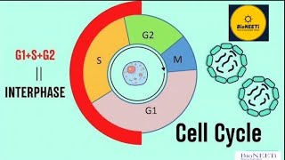 Cell Cycle  Interphase Explained  NEET Biology NCERT Class 11 [upl. by Chiquita]