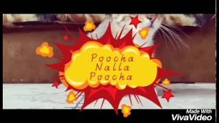 Poocha Nalla Poocha  Yo Yo Sulaiman 2016 [upl. by Hesoj797]