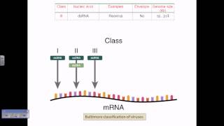 Baltimore classification of viruses [upl. by Datnow305]