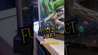 Fun Fact About Otocinclus  They Clean The Bottom of the Substrate by Digging aquarium Otocinclus [upl. by Anoblav]