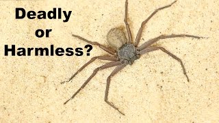 DEADLIEST SPIDER ON THE PLANET is a Total Wimp [upl. by Nitram]