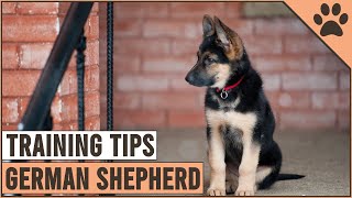 Best German Shepherd Puppy Training Tips  Dog World [upl. by Eleanora]