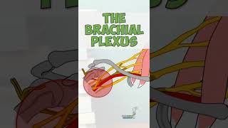 Brachial Plexus Terminal Branches anatomy education [upl. by Jonathon594]