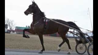 Sold Carl Kuepfers Standardbred [upl. by Ledah]