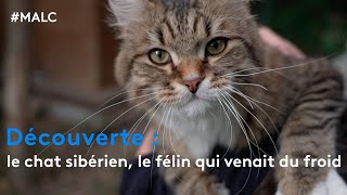 Découverte  le chat sibérien le félin qui venait du froid [upl. by Magulac]