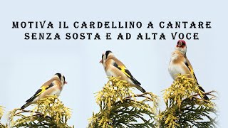 Motiva il cardellino a cantare senza sosta e ad alta voce [upl. by Skelton]