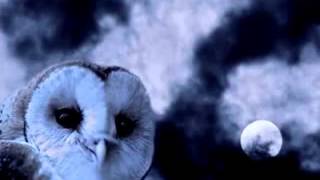 Spooky Sounds  Owl Hoots [upl. by Azilem]