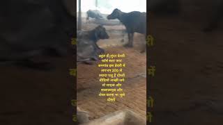 सता जाट डेयरी फॉर्म बनगांव पशुपालन motivation animals cowdairyfarm bull india instagram [upl. by Nirda866]