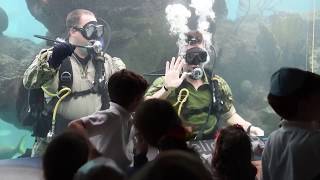 Navy Divers On Display In New York Aquarium [upl. by Dianuj820]