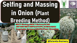 Selfing and Massing Plant Breeding Method in OnionNEETICARNETAFOJRFSRFHDOHDO horticulture [upl. by Petronille]