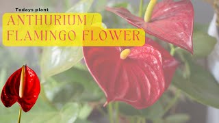 Ultimate ANTHURIUM PLANT CARE TIPS – INDOOR FLOWERING PLANT [upl. by Glynnis]