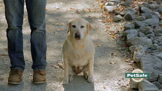 How to Train Your Dog to Stay Close While Off Leash [upl. by Cutler933]