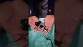 Ever seen a baby sailfish fish fishing sailfish epic wow [upl. by Berlinda]