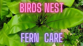 Birds Nest Fern Care Asplenium nidus [upl. by Eivol]