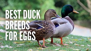 The 15 Best Duck Breeds for Eggs [upl. by Filiano274]