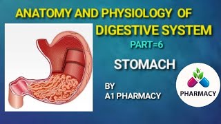 STOMACH  THE DIGESTIVE SYSTEM 6 [upl. by Chick402]