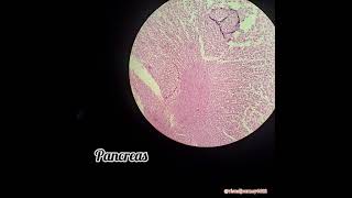 Histological Study Of Different Endocrine Glands Using Permanent Slides Endocrine System [upl. by Hnid641]