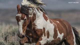 The life and legend of Americas most famous wild horse [upl. by Anitak519]