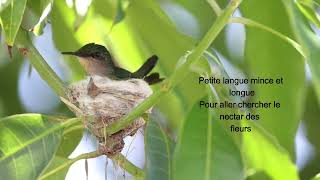 Colibri huppé  Antillean Crested Hummingbird [upl. by Nanreh]