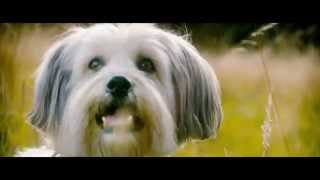 Pudsey The Dog The Movie Teaser Trailer Vertigo Films HD [upl. by Scheider]