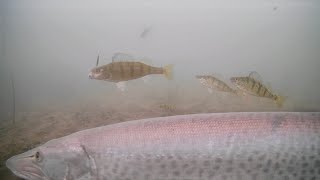 MUSKIE Ice Fishing Perch on Mille Lacs Lake [upl. by Corso]