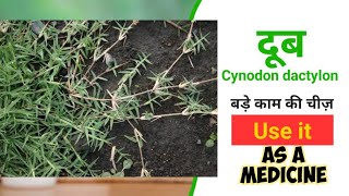 दूब के फायदे  दूर्वा  Cynodon dactylon medicinal uses  Plant identification  Dravyaguna [upl. by Nolek]