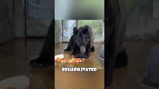 Rescued Bear Struggles with Freedom A Heartbreaking True Story love animals [upl. by Galasyn]