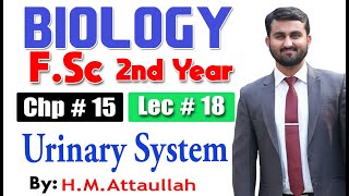 Urinary system  Chapter 15  2nd year Biology  Lec  18 [upl. by Henryk]