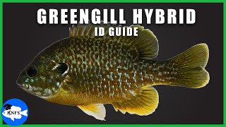 Greengill Hybrid Sunfish Identification  All You Need to Know [upl. by Trin542]