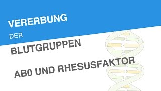 VERERBUNG DER BLUTGRUPPEN AB0 UND RHESUSFAKTOR  Biologie  Genetik und Entwicklungsbiologie [upl. by Bobby]